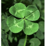 MyClovers