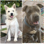 The Dog Masters