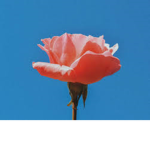 Roses Pink Group