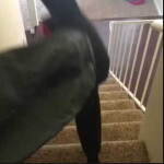 🍕 Ayo The Pizza Here! 🍕