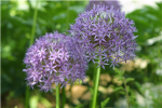 flower group