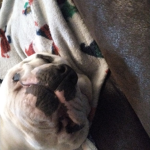 The doggy pal club