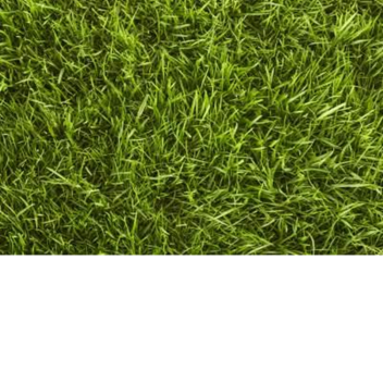 Grass