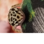 Death brad serg gor ev