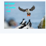 The piggy ## Puffin Club