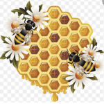 Bee hive Kingdom