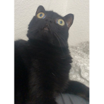 when will u update