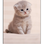 I love cat Roblox love I love Cat