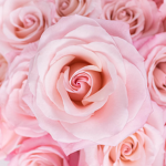 ~The Pink Perfections~