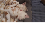 Mayais cute