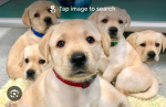 Love puppies!!
