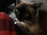 Friend group / cat fan group