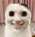 cat food land uwu