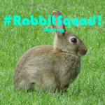 #Rabbit squad