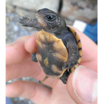 team turtses