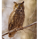 The Real Owls United