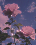 o08 Rose Studios