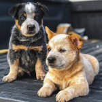 Who love pups squad