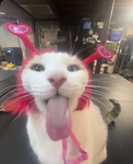 Cats of the midnight