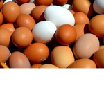 EGG LAND