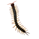 Centipede