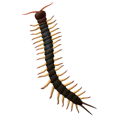 Centipede