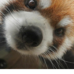 ピクシー