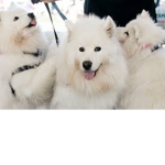 OFICIAL DOGGO SQUAD