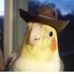 Birds Fan Group !