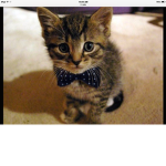 Team Kitten Cats Fans/ ######## tribe/ Christain K