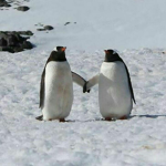 Animal's fanclub