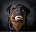 DAWGS-Mafia
