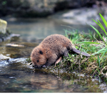 [SBO] Beaver Squad