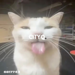 cityq.