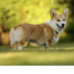 The Corgi bois