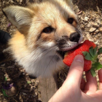 Volpi <3