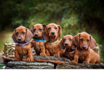 saving the dogs