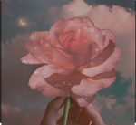 •Isabelle's Roses•