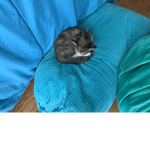 MaryCat