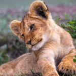 -The Lion Squad-