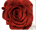Rose Queens group
