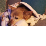 MY DOGGIEEEEEE