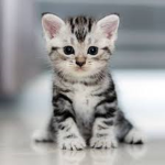 Kittens are the best animals in the world!!!