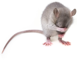 Save The Rats Group