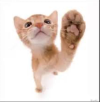 Cat Cāfe!!