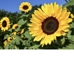 Lovely Sunflower