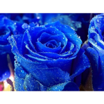 RRainyRose