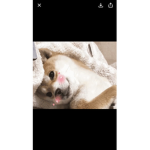 CuteDoggiesClub