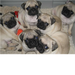 Pug Luvvas