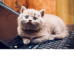 Cats Life Fans